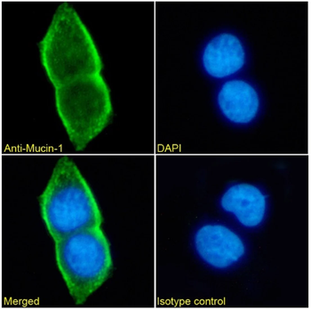 Mucin1 Monoclonal Antibody