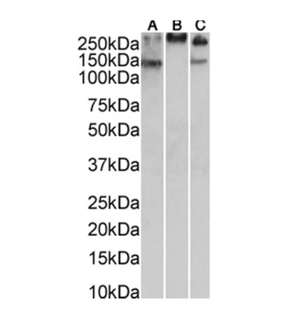 Mucin1 Monoclonal Antibody