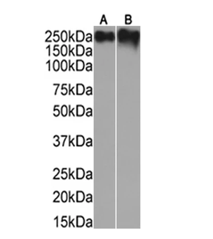 Mucin-1 Monoclonal Antibody
