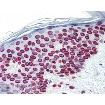 Lamin A+C Monoclonal Antibody