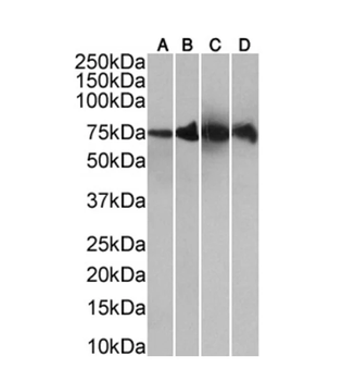 Human IgM Monoclonal Antibody