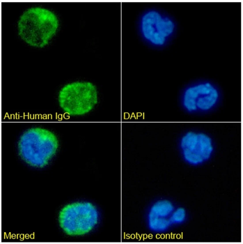 Human IgG Monoclonal Antibody