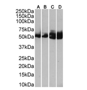 Human IgG Monoclonal Antibody