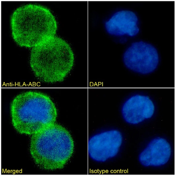 HLA- ABC Monoclonal Antibody