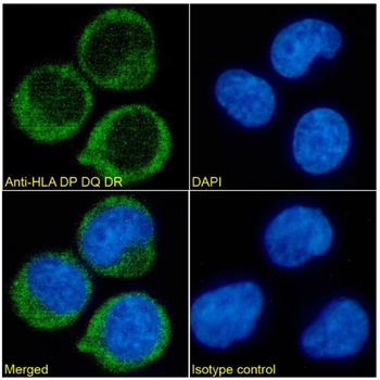 HLA DP DQ DR Monoclonal Antibody