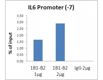 Histone H3 Monoclonal Antibody
