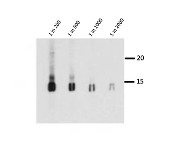 Histone H3 Monoclonal Antibody