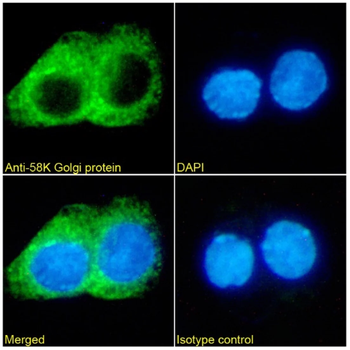 FTCD/58K-Golgi Protein Monoclonal Antibody