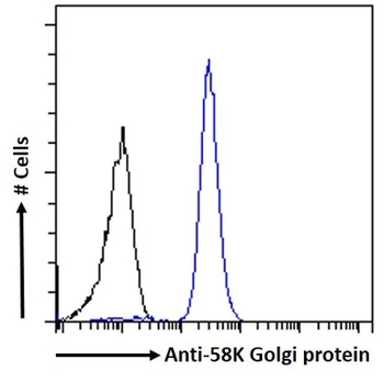 FTCD/58K-Golgi Protein Monoclonal Antibody