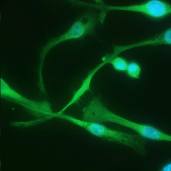 F4/80 Antibody
