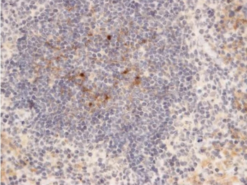 F4/80 Antibody