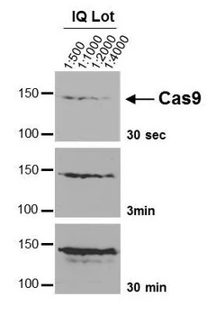 CRISPR/Cas9 Monoclonal Antibody