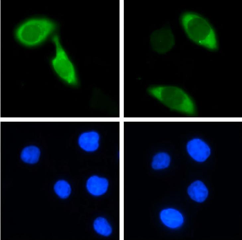 CRISPR/Cas9 Monoclonal Antibody
