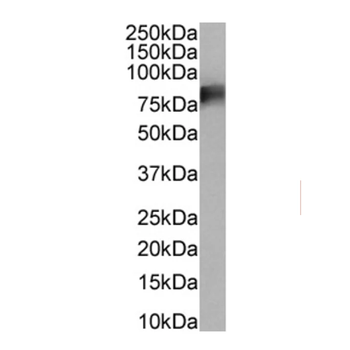 CD86 Monoclonal Antibody