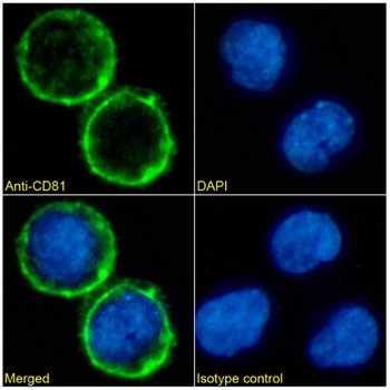 CD81 Monoclonal Antibody