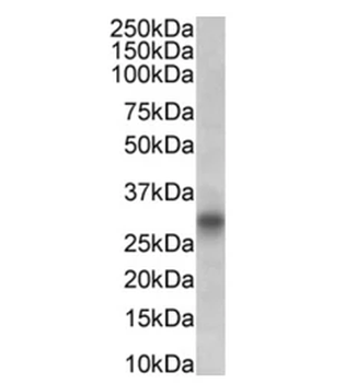 CD8 alpha Monoclonal Antibody