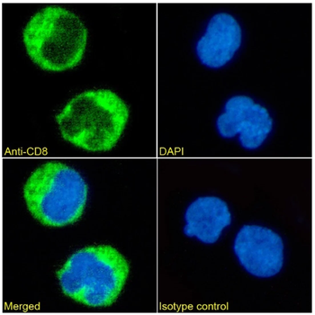 CD8 alpha Monoclonal Antibody