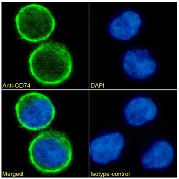 CD74 Monoclonal Antibody