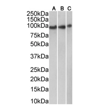CD71 Monoclonal Antibody