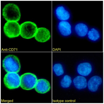 CD71 Monoclonal Antibody