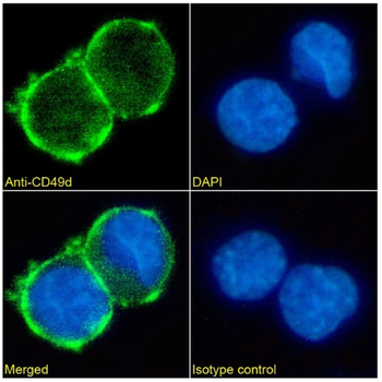 CD49d Monoclonal Antibody