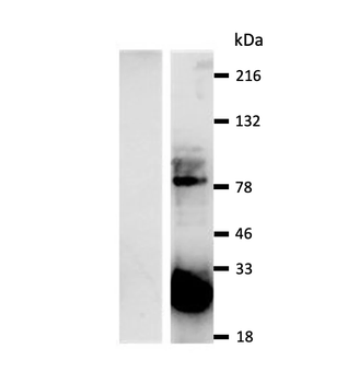 GFP Antibody