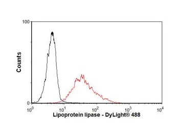 Lipoprotein Lipase Monoclonal Antibody