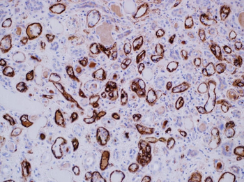C4d�����Complement Antibody