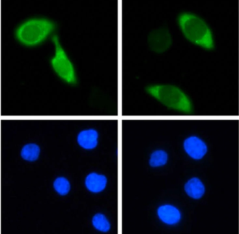 CRISPR/Cas9 Monoclonal Antibody