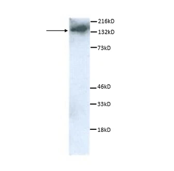 F4/80 Antibody