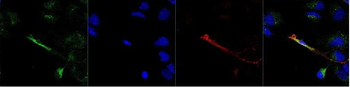 F4/80 Antibody (FITC)