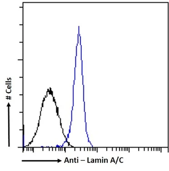 Lamin A+C Monoclonal Antibody