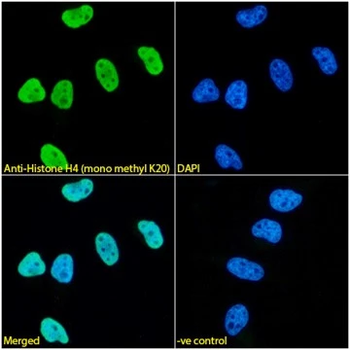 Histone H4 (mono methyl K20) Monoclonal Antibody