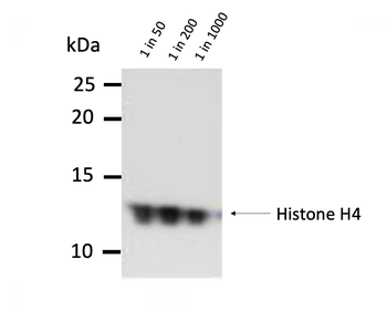 Histone H4 (mono methyl K20) Monoclonal Antibody