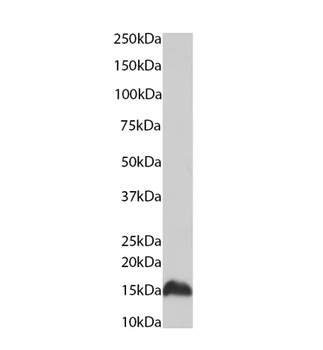 Histone H4 (mono methyl K20) Monoclonal Antibody
