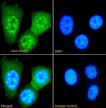 MUC-1 Antibody