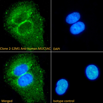 MUC-5AC [2-12M1], Rabbit IgG, Kappa Monoclonal Antibody