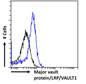 Major Vault Protein Rabbit Recombinant Antibody