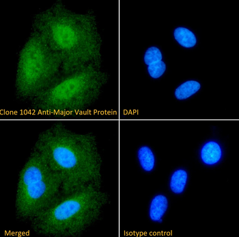 Major Vault Protein [1032], Mouse IgG1, Kappa Recombinant Monoclonal Antibody