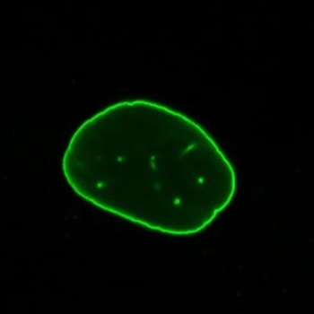 Lamin C Antibody