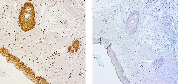 Lamin C Antibody