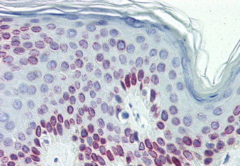 Lamin C Antibody