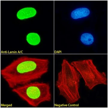 Lamin A+C Monoclonal Antibody [JOL2] - Unpurified / 0.1ml