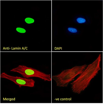 Lamin A+C Monoclonal Antibody [JOL2] - Unpurified / 0.1ml