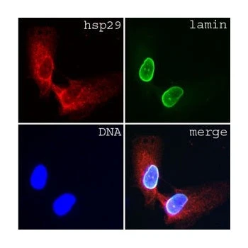 Lamin A/C Monoclonal Antibody [JOL3] - Unpurified / 0.1ml
