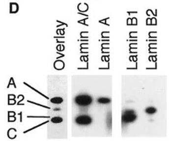 Lamin A Antibody
