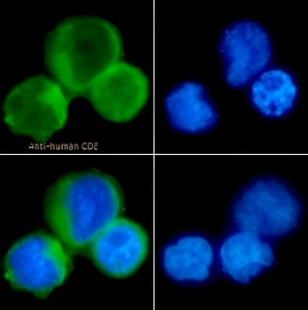 CD8 alpha chain Antibody
