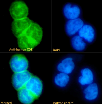 CD8 alpha chain Antibody