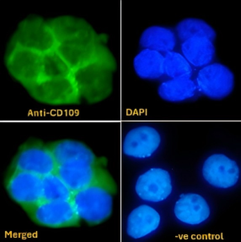 CD109 Antibody