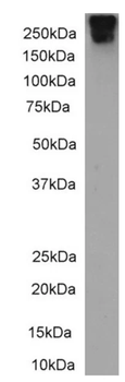 CD109 Antibody